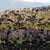 Guelma 