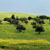 Guelma 