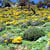 Guelma 